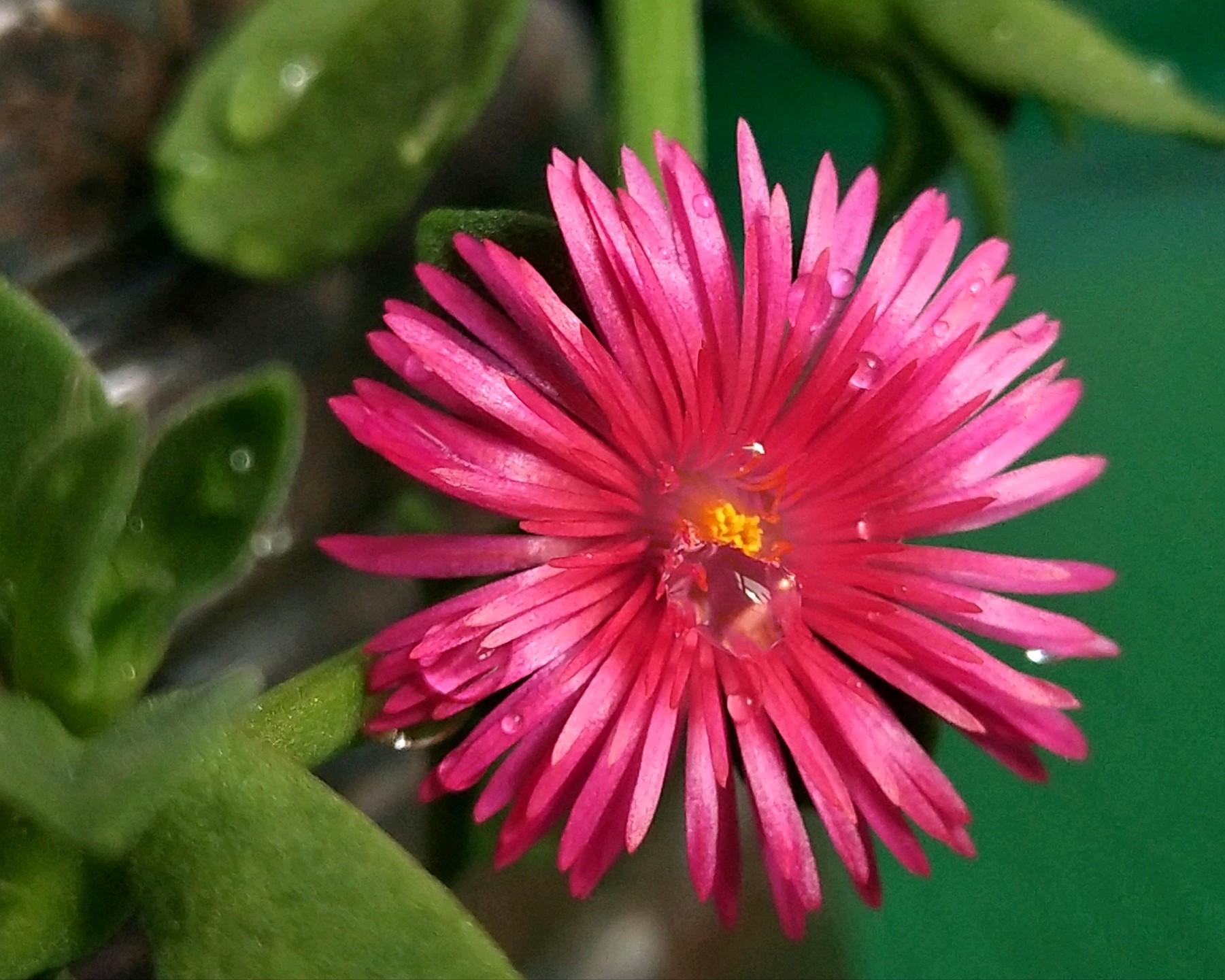 心叶日中花 快懂百科