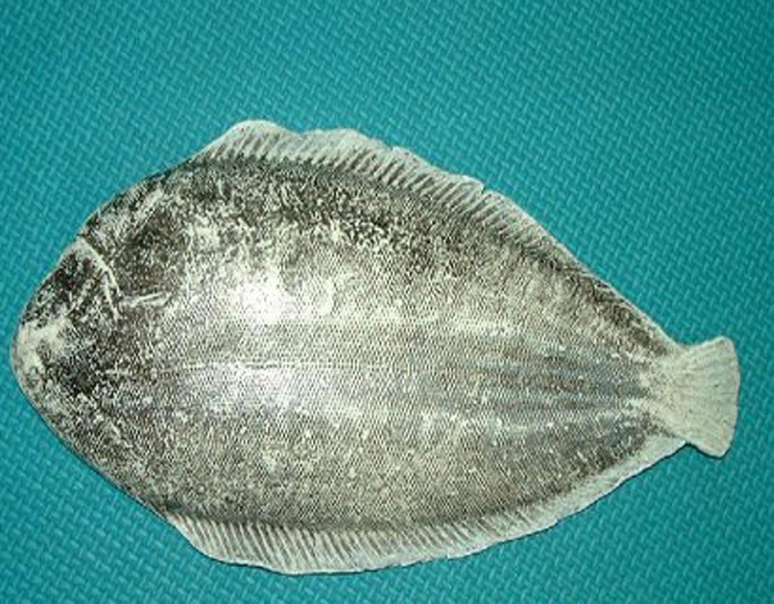 鲽形目 快懂百科