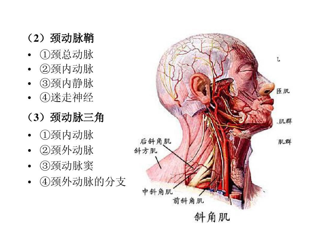 图2-59 硬脊膜鞘和颈神经-骨科临床解剖学-医学