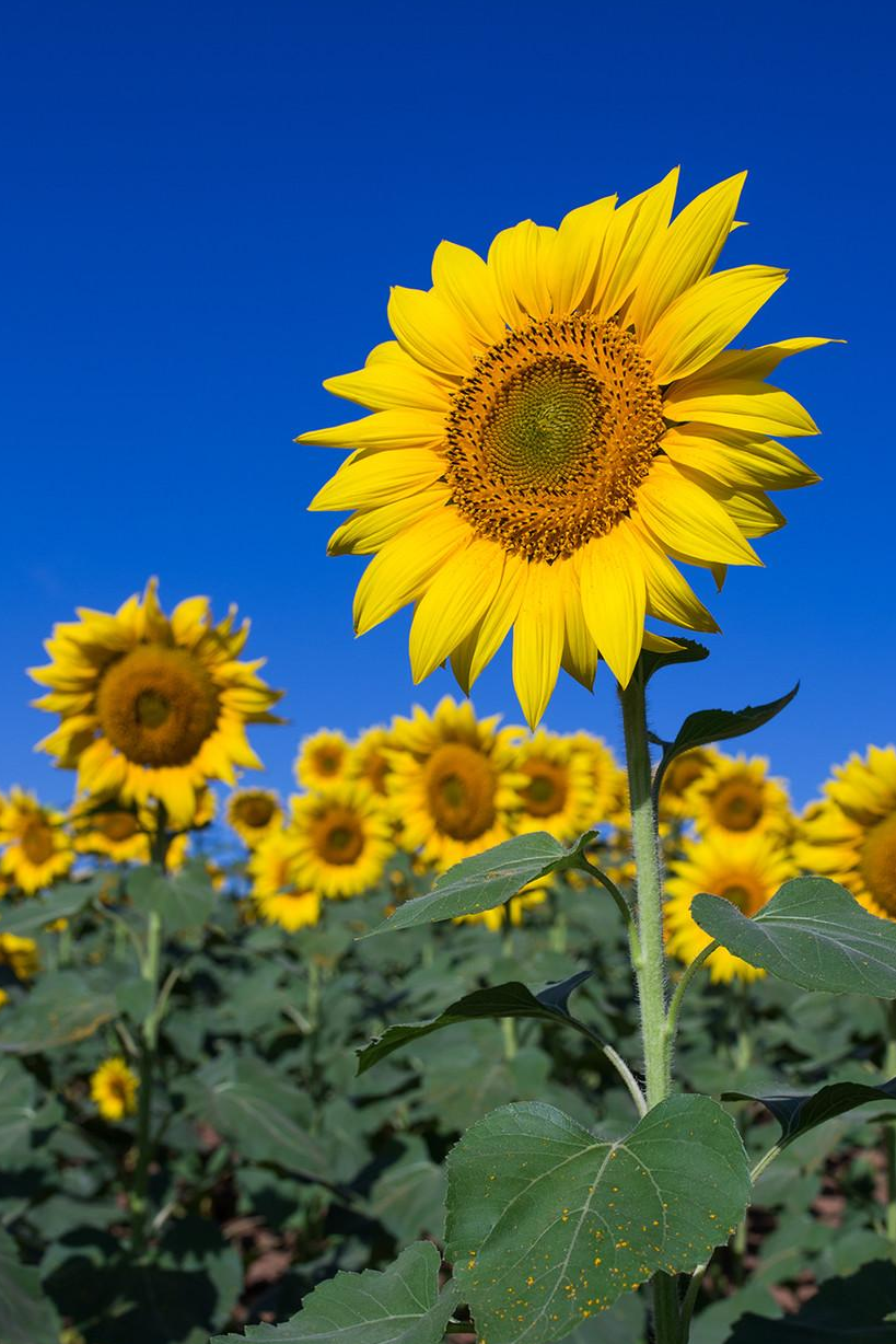 向日葵花 快懂百科