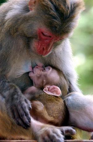 动物吃女人的母乳图片