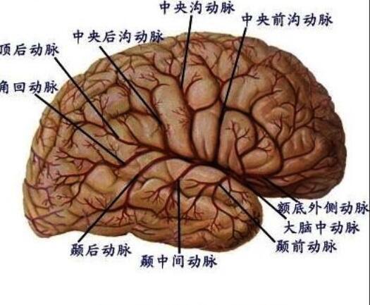 大脑中动脉 快懂百科