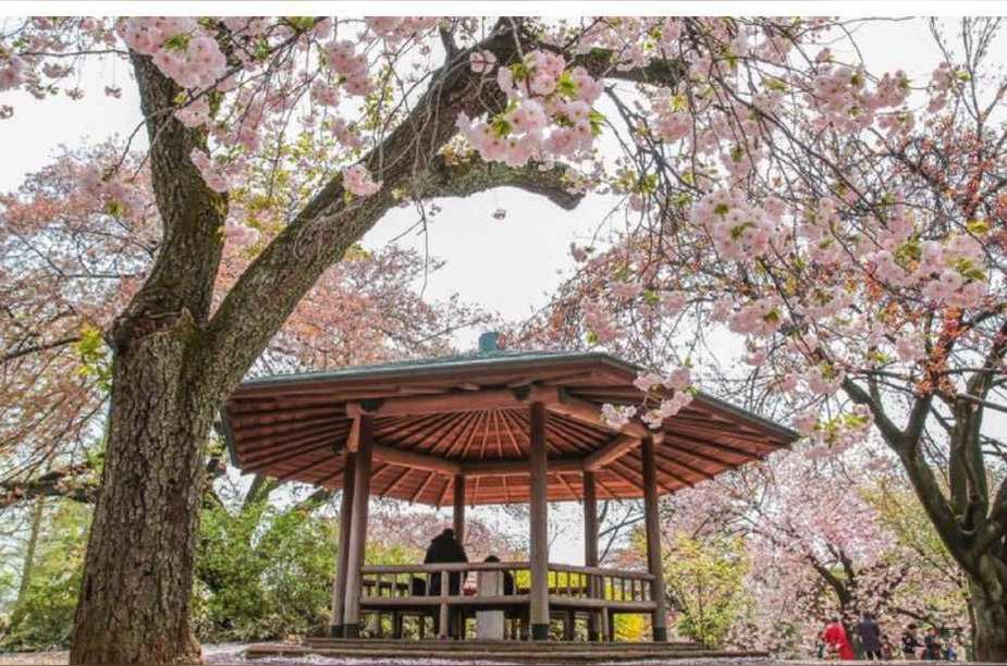 新宿御苑 日本东京的景点 头条百科