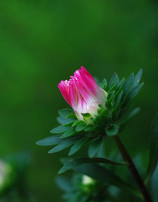 八月菊 快懂百科