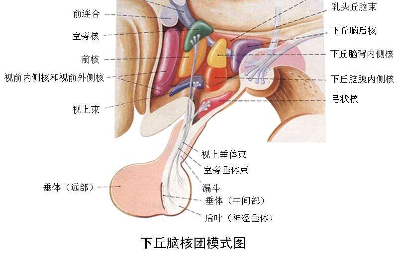 下丘脑 垂体 肾上腺轴 快懂百科