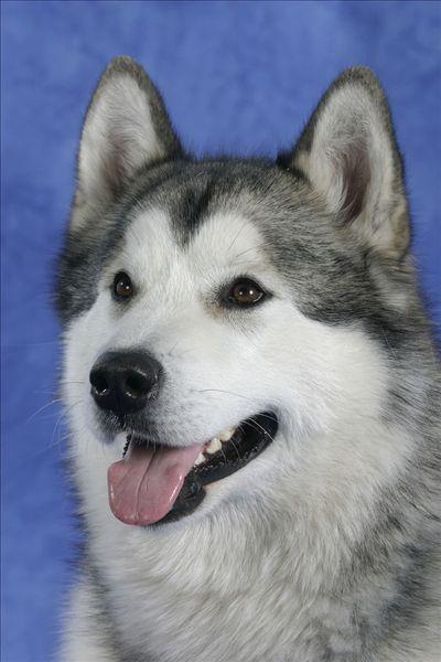 阿拉斯加雪橇犬 头条百科