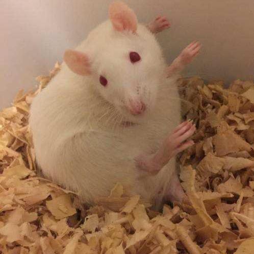 花枝鼠 快懂百科