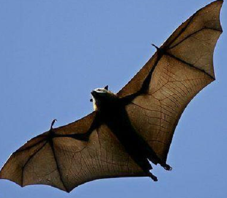 燕巴虎 快懂百科