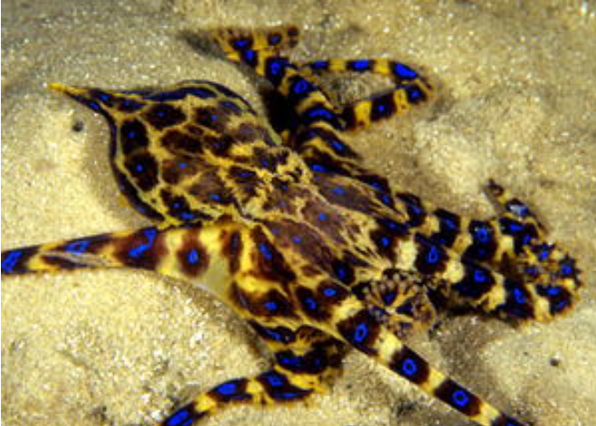 斑点豹纹蛸 快懂百科