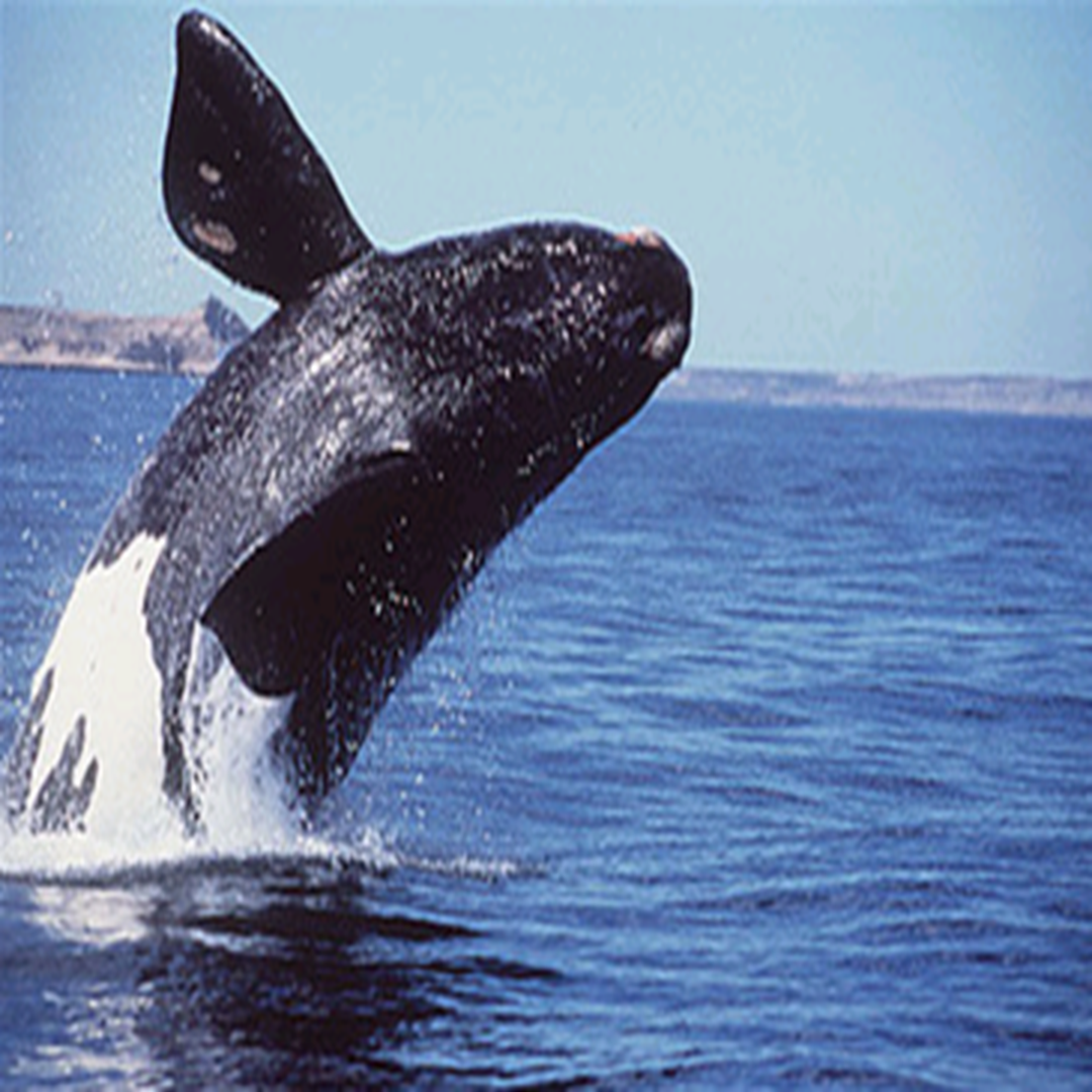 黑露脊鲸标本图片