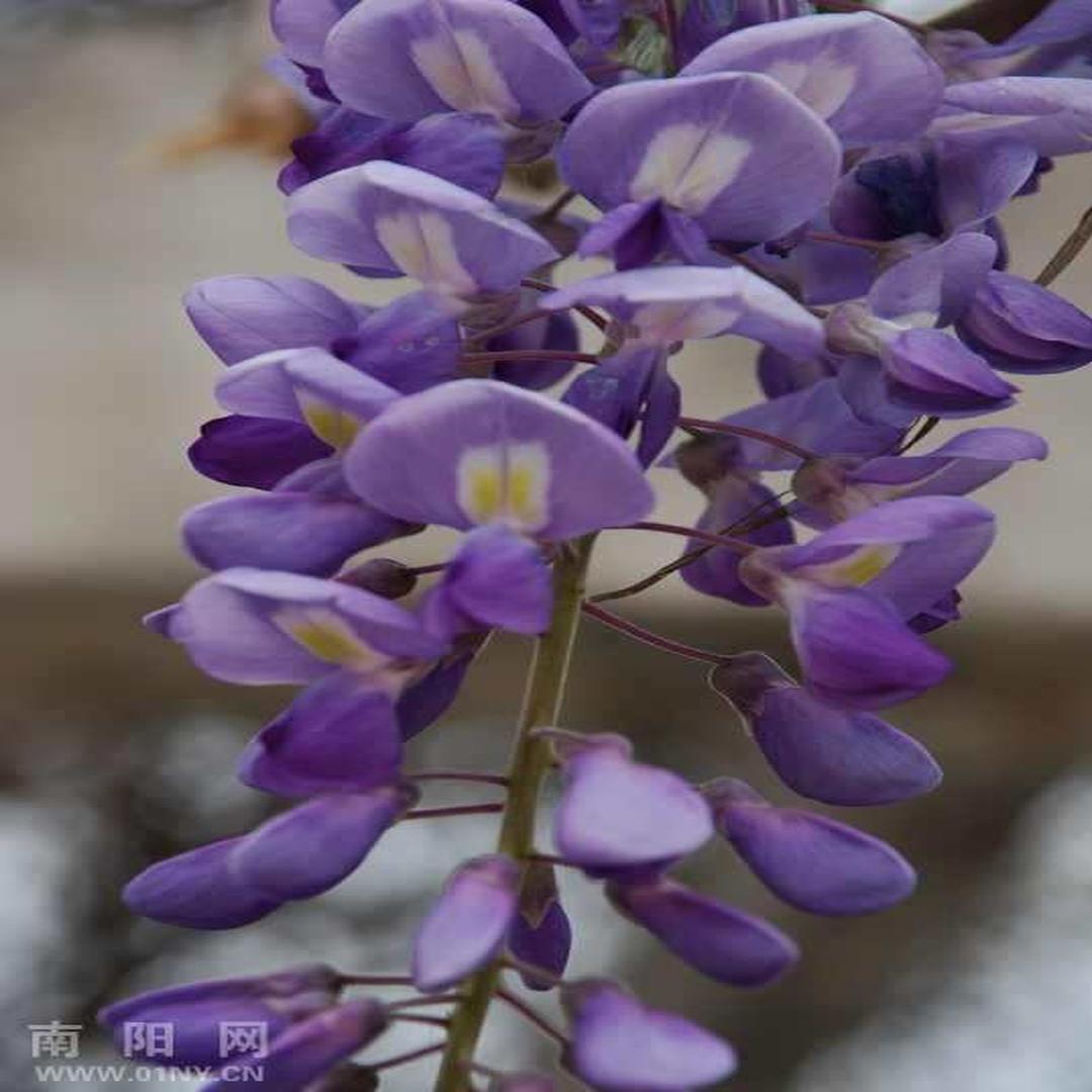 紫葛花 头条百科