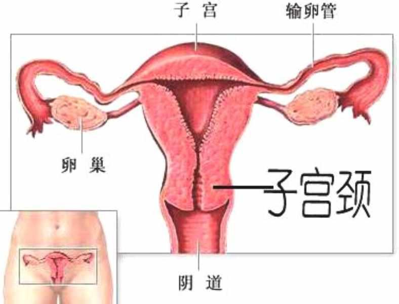 子宫颈 快懂百科