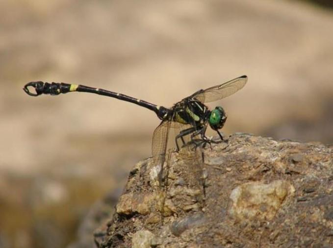 春蜓科 快懂百科
