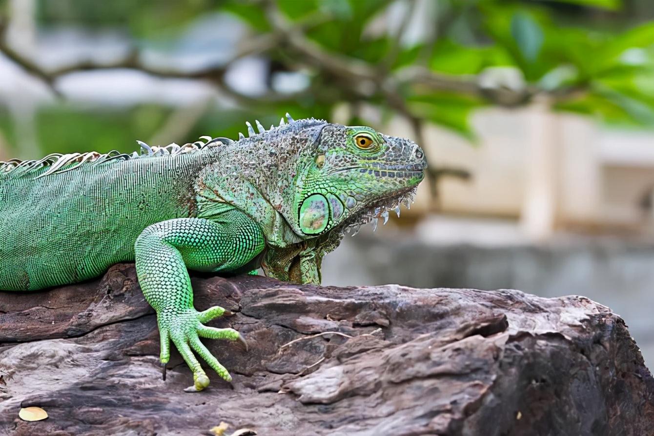 蜥蜴 绿色蜥蜴 爬行动物 - Pixabay上的免费照片 - Pixabay