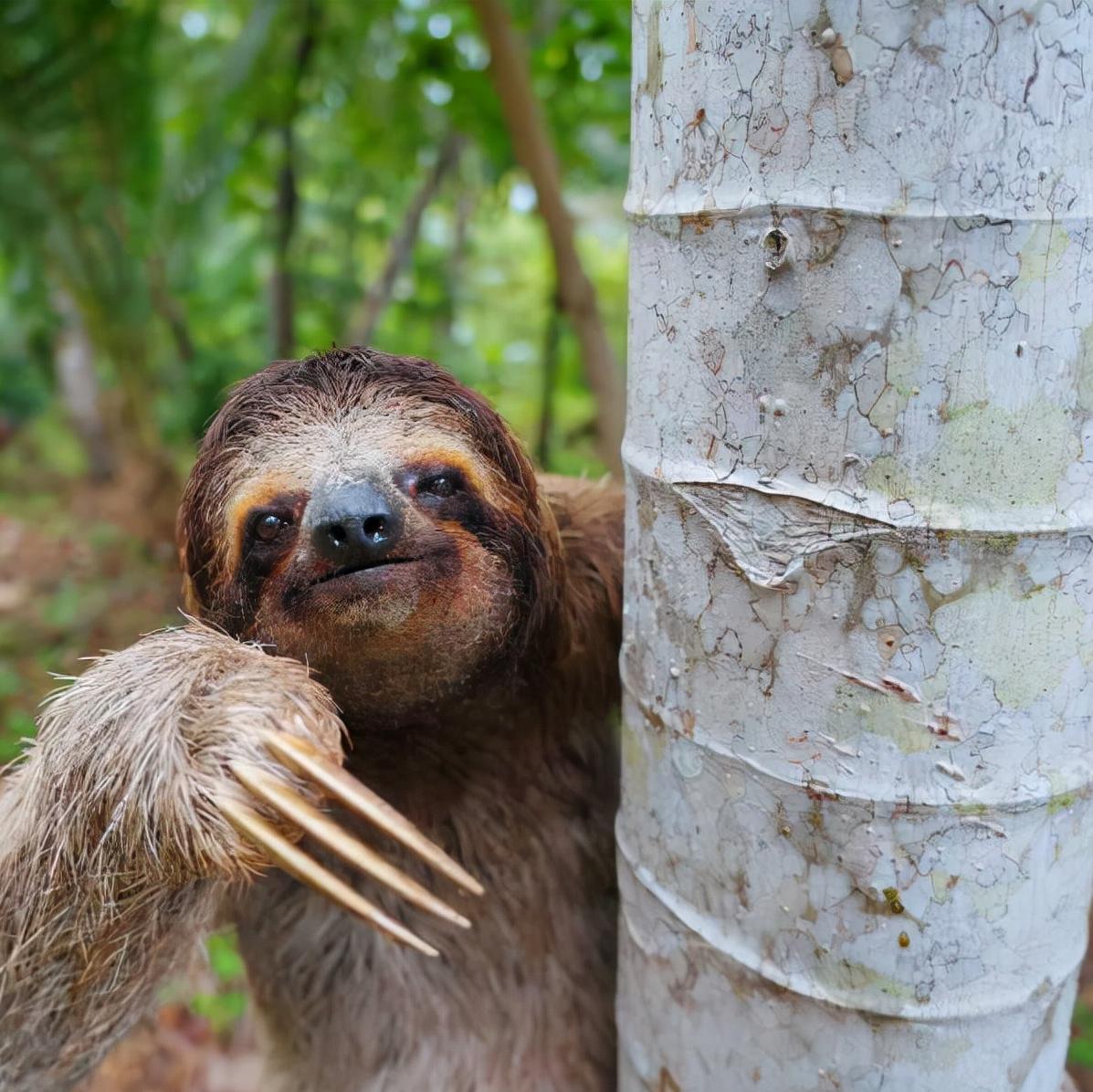 微笑的树懒,哥斯达黎加 (© Lukas Kovarik/Shutterstock) | 必应每日高清壁纸 - 精彩,从这里开始