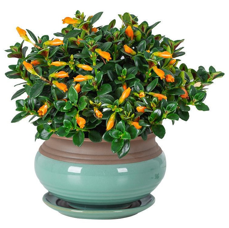 金鱼花 快懂百科