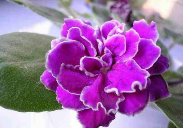 冬紫罗 快懂百科