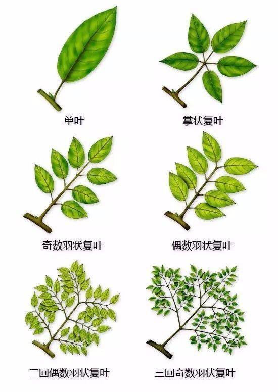 叶形 - 快懂百科