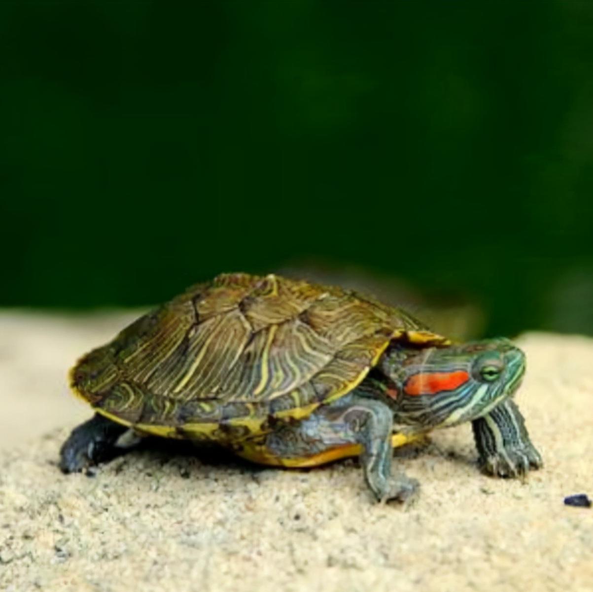 乌龟种类有哪些（市面上最常见的18种乌龟） – 碳资讯