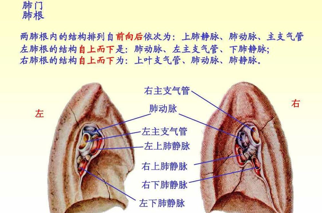 肺 人体器官 头条百科