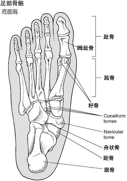 足 快懂百科