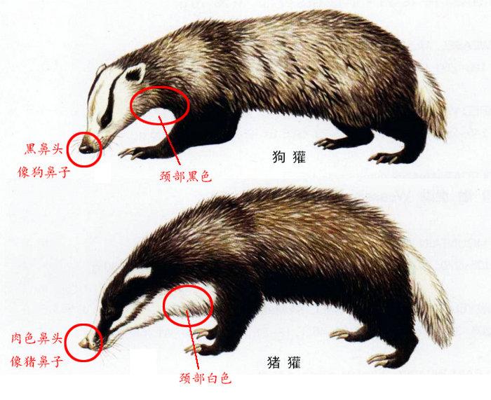 猪獾 - 快懂百科