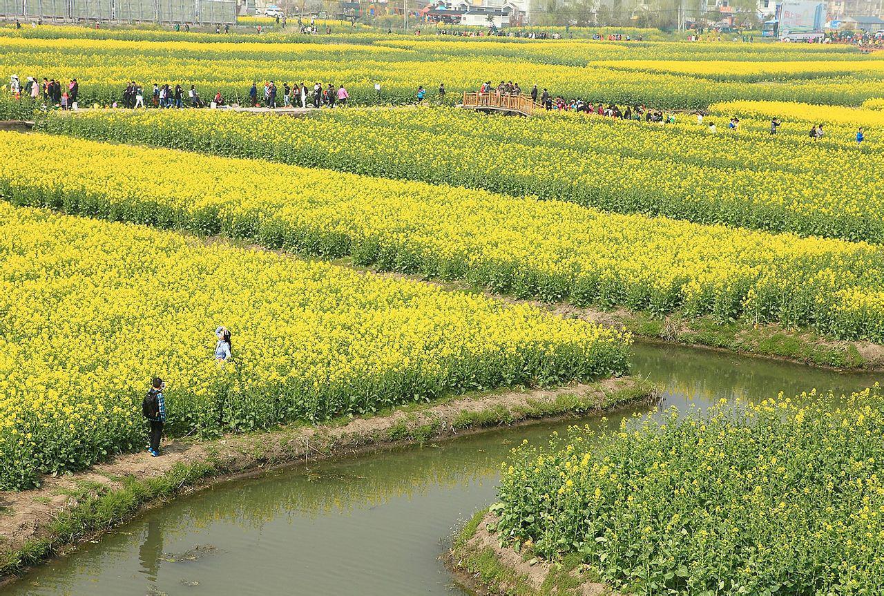 戴家村[江苏省兴化市林湖乡戴家村] - 头条百科