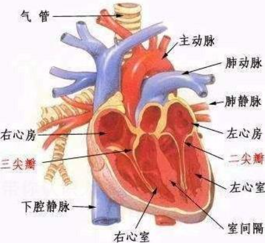 动脉圆锥 快懂百科