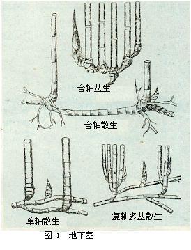 竹亚科 快懂百科