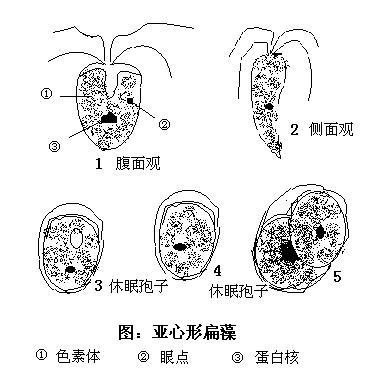 扁藻 快懂百科