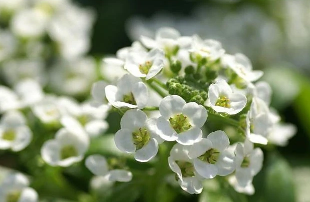 庭荠属 快懂百科