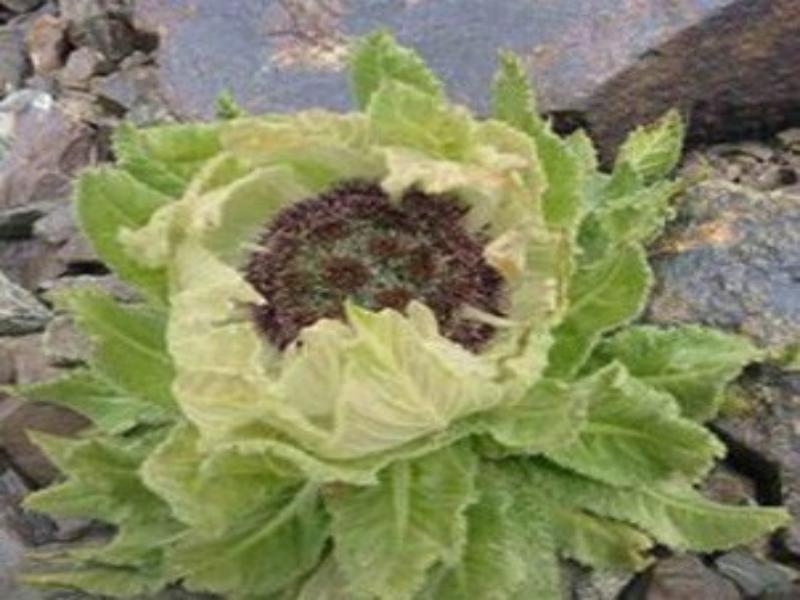 天山雪莲花茶 快懂百科