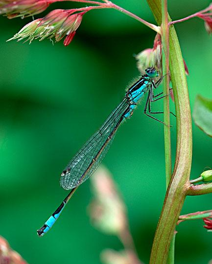 蓝蜻蛉 快懂百科