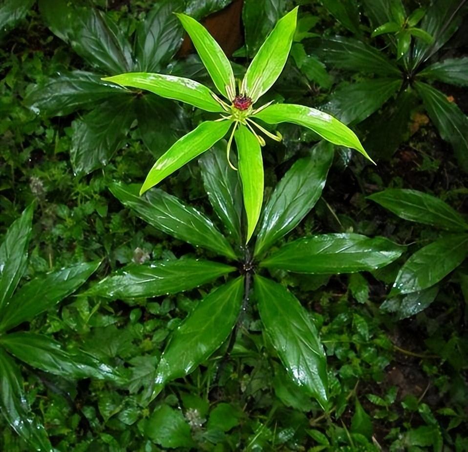 七叶一枝花 - 快懂百科