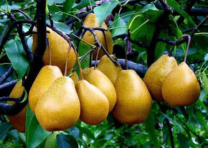黄梨[水果品种]
