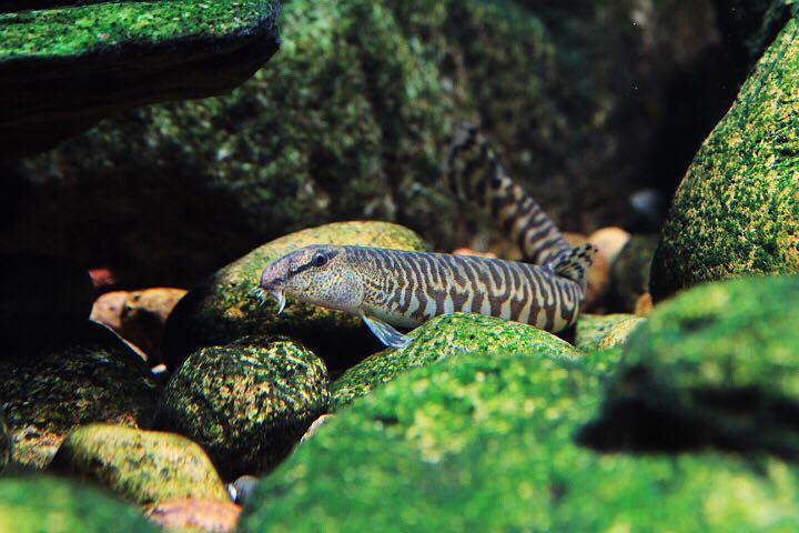 中华花鳅鱼简介,形态特征及养殖注意事项,市场价格介绍-宠物主人