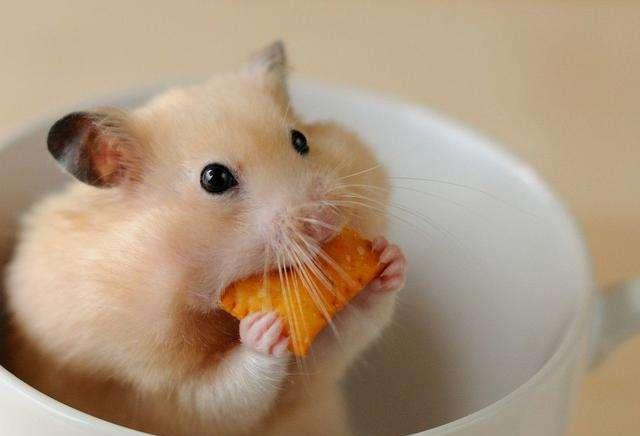 养仓鼠 快懂百科