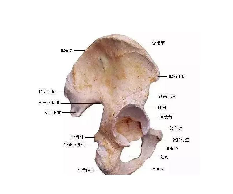 髂结节 - 快懂百科