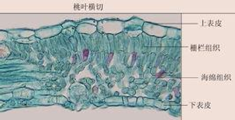 叶肉 快懂百科