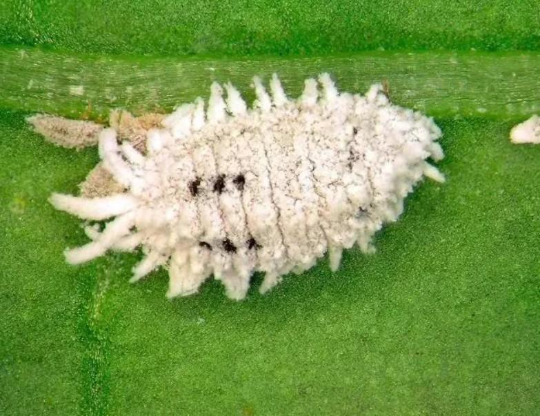 粉蚧 同翅目粉蚧科的小型吸汁昆虫 头条百科