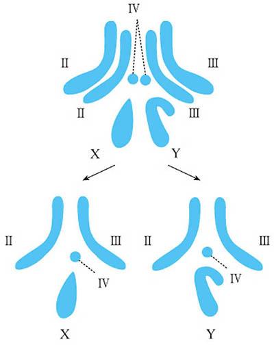 四分体 快懂百科