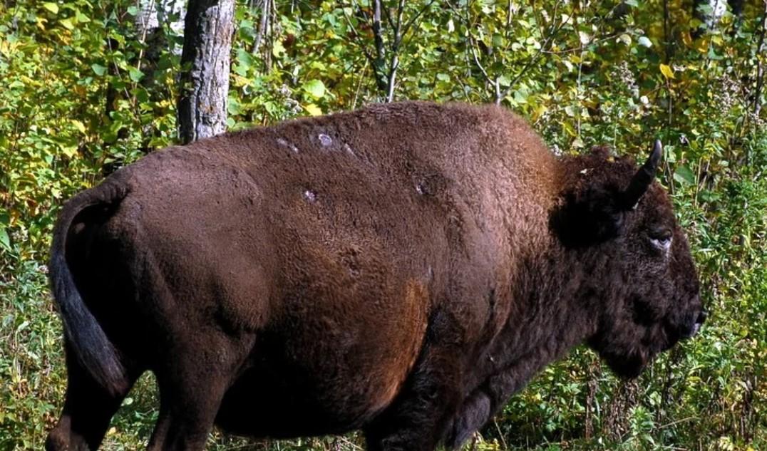 美洲野牛 快懂百科