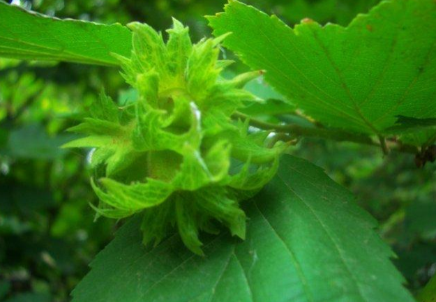 赛黑桦 快懂百科