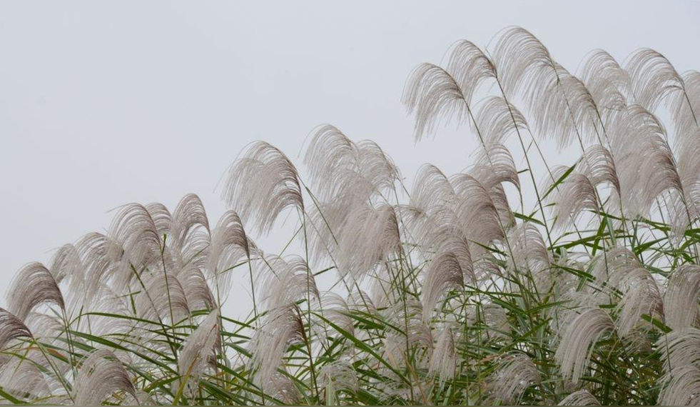 荻苇草(单子叶植物纲禾本目的植物)_尚可名片
