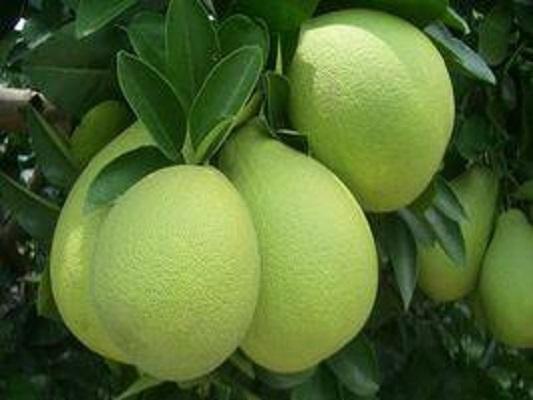 麻豆文旦 快懂百科