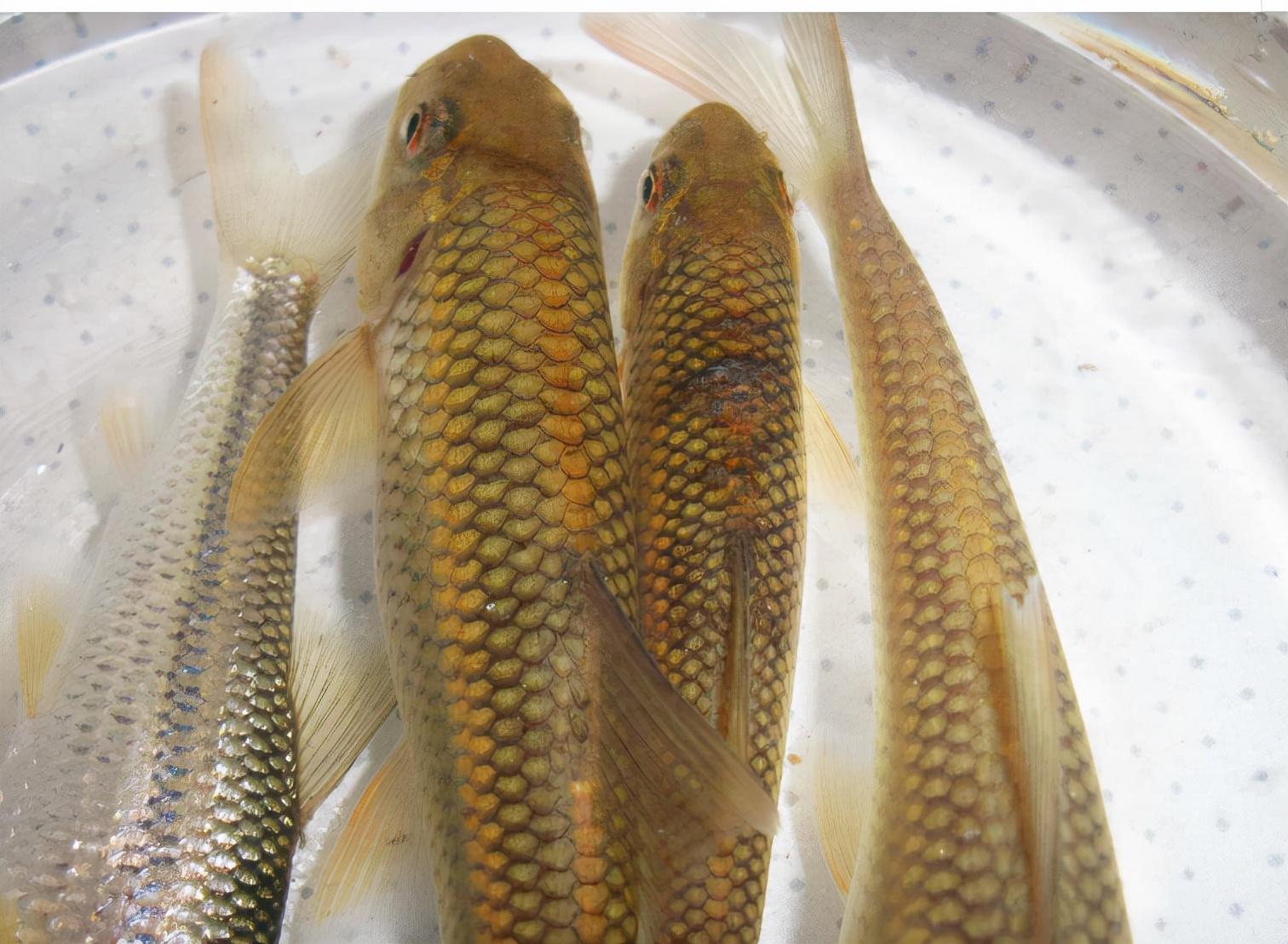 泰山赤鳞鱼-名特食品图谱-图片