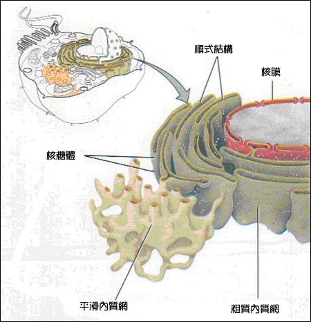 光面内质网 快懂百科