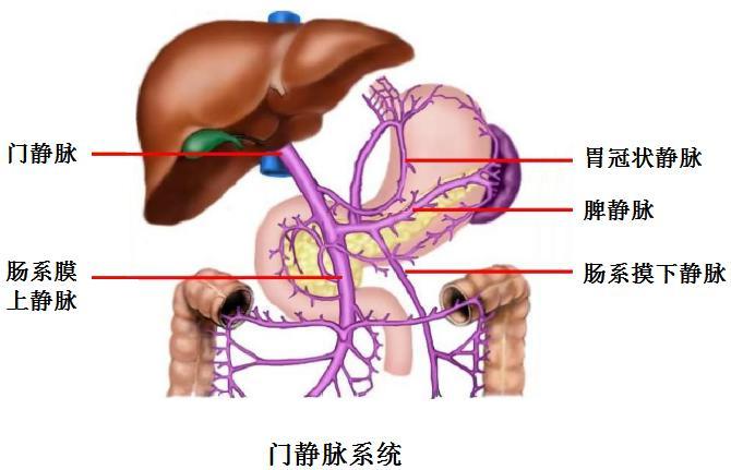 门脉高压 快懂百科