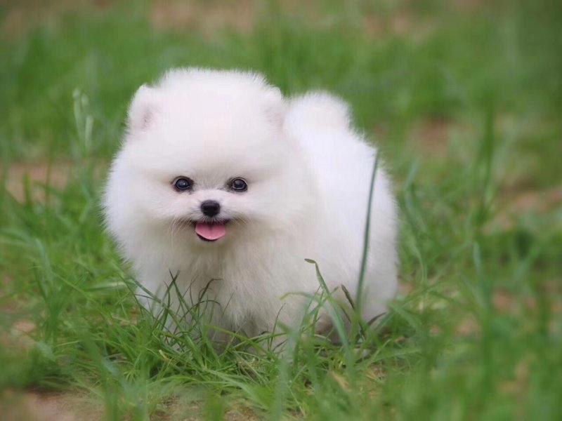 博美犬 快懂百科