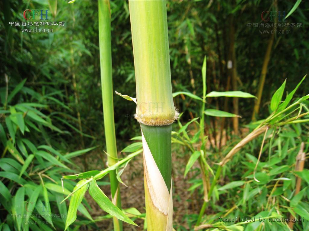 苦竹[竹亚科植物]